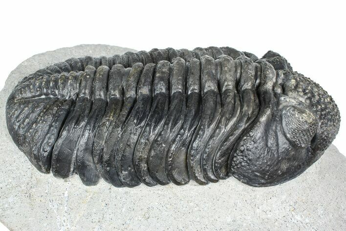 Huge Phacopid (Drotops) Trilobite - Issoumour, Morocco #363237